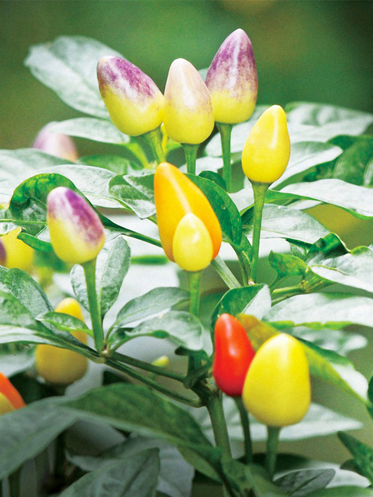 Pearl Ornamental Pepper (Capsicum annuum)