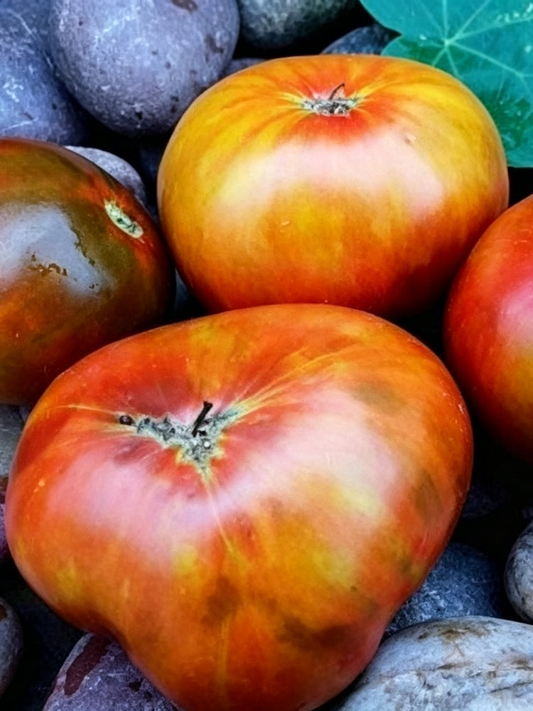 1093 Mossy Oak Tomato