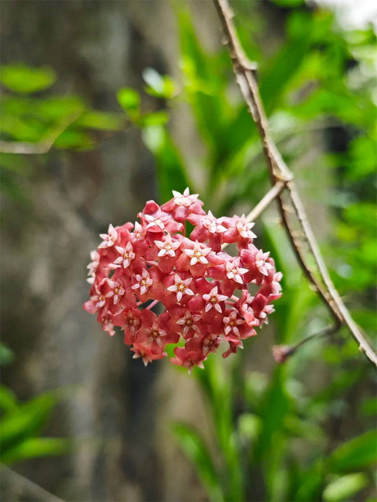 Hoya ilagiorum Unrooted Stem Cuttings