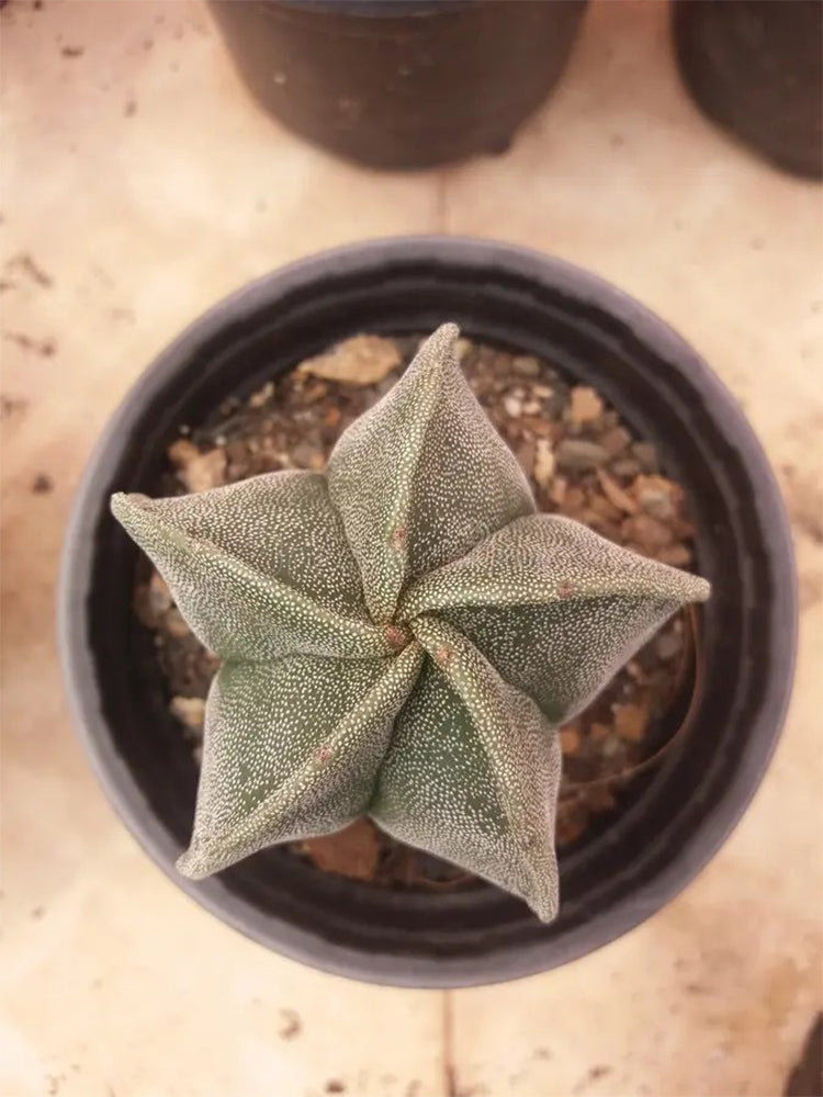 Pentagonal White-maculated Bishop's Cap Cactus