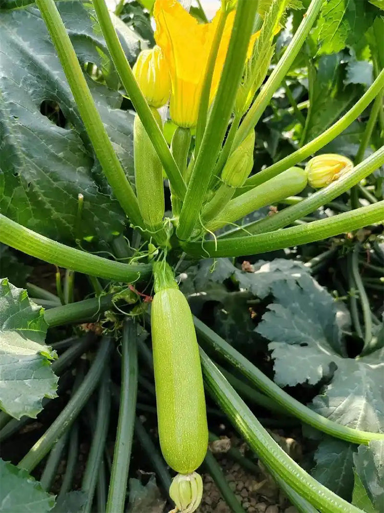 'Wansheng Chunqiubao' Zucchini