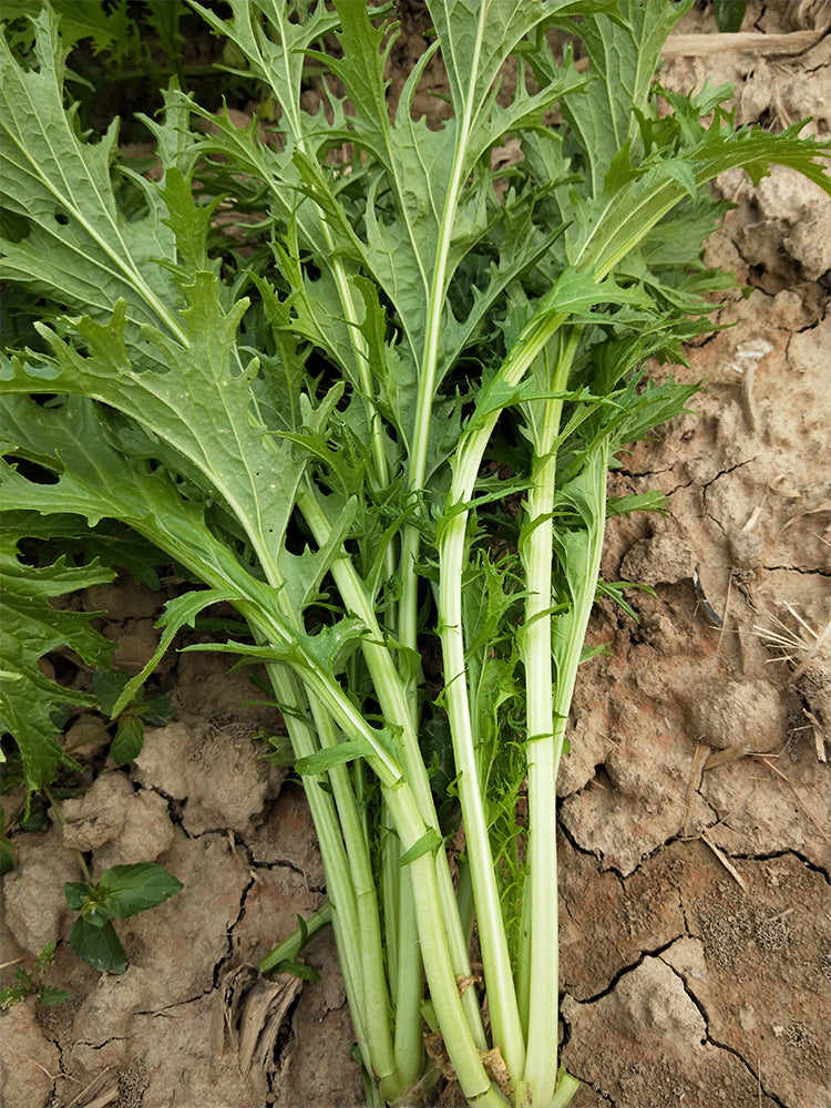 Hybrid Potherb Mustard