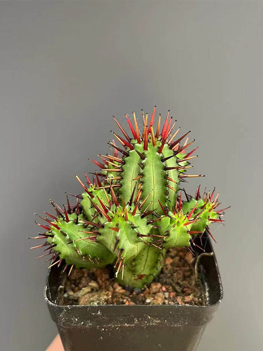 Pincushion Euphorbia