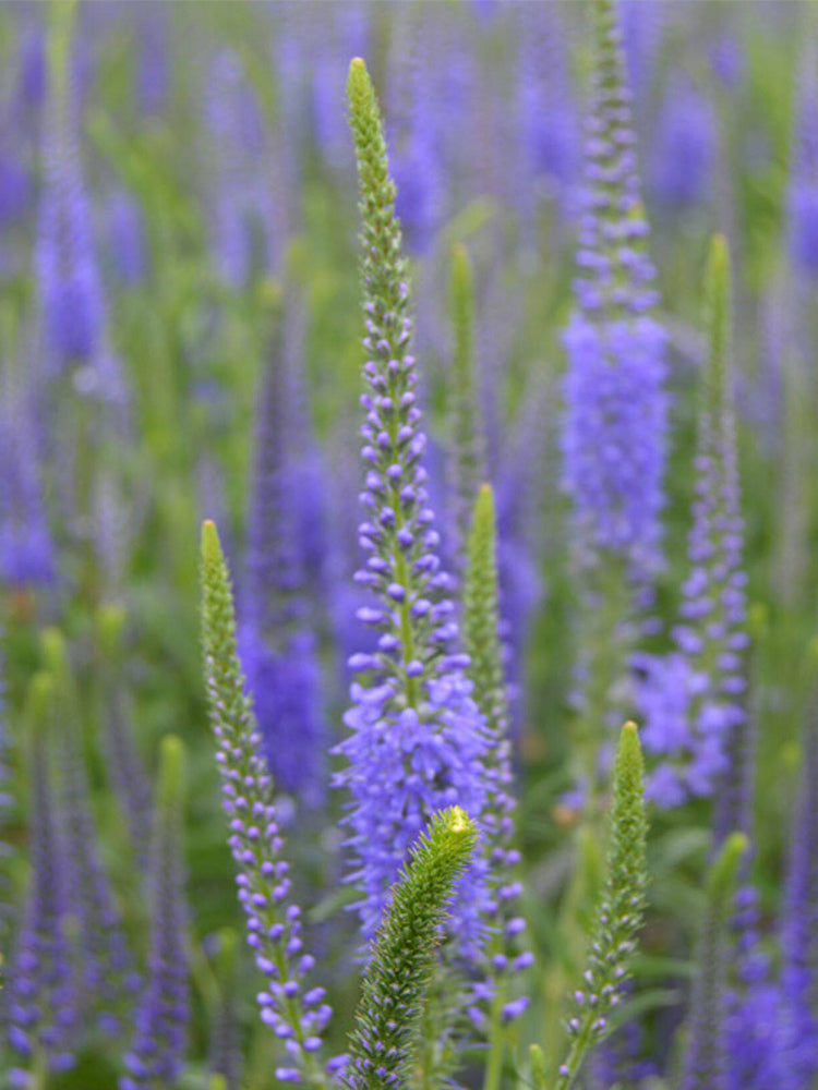 Hezhichun Spiked Speedwell