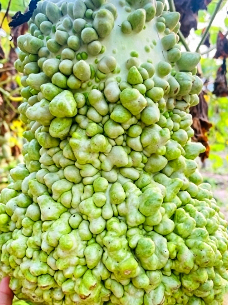 Long Knobbly Gourd