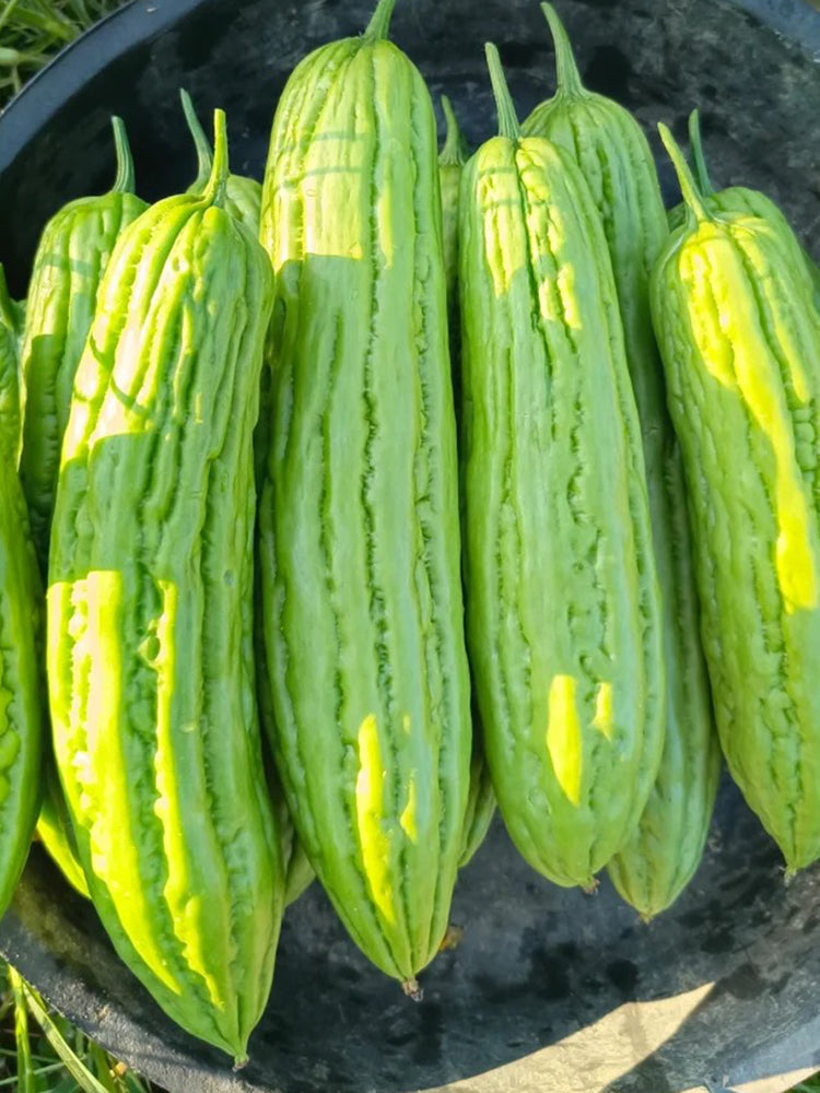 Jiemei No.5 Bitter Gourd