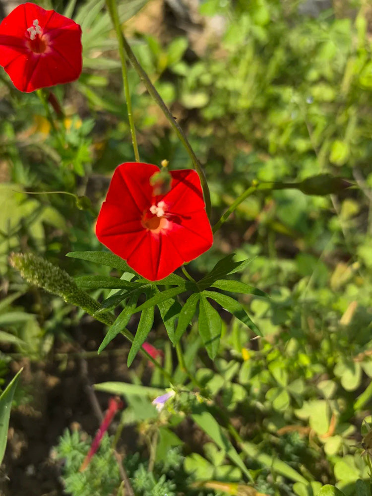 Red Maple Leaf Cypress Vine