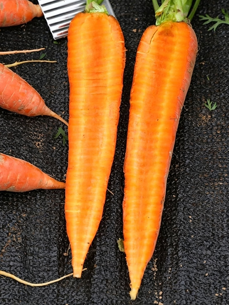 'Huangjian No.1' Carrot