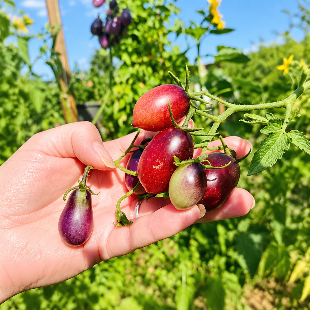 312 Marchenfee Fairytale Fairy Tomato