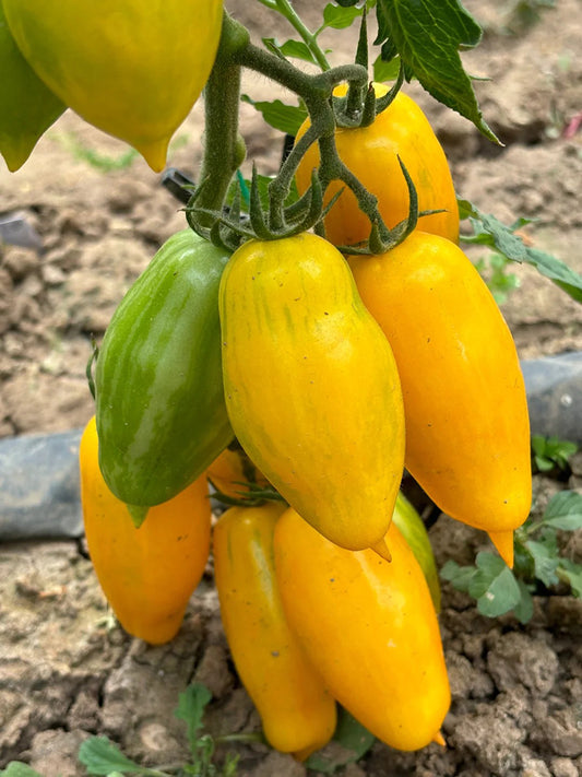Yellow Banana Tomato