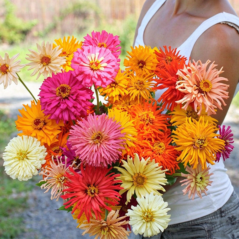 W1355 Cactus-Flowered Zinnia Mix