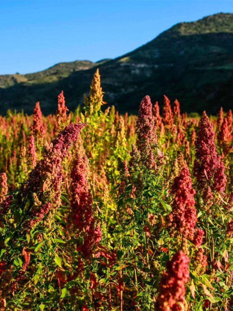 Tri-Color Quinoa