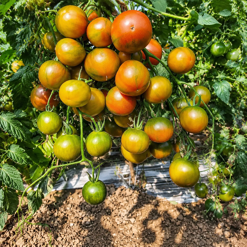 68 Evil Olive Tomato
