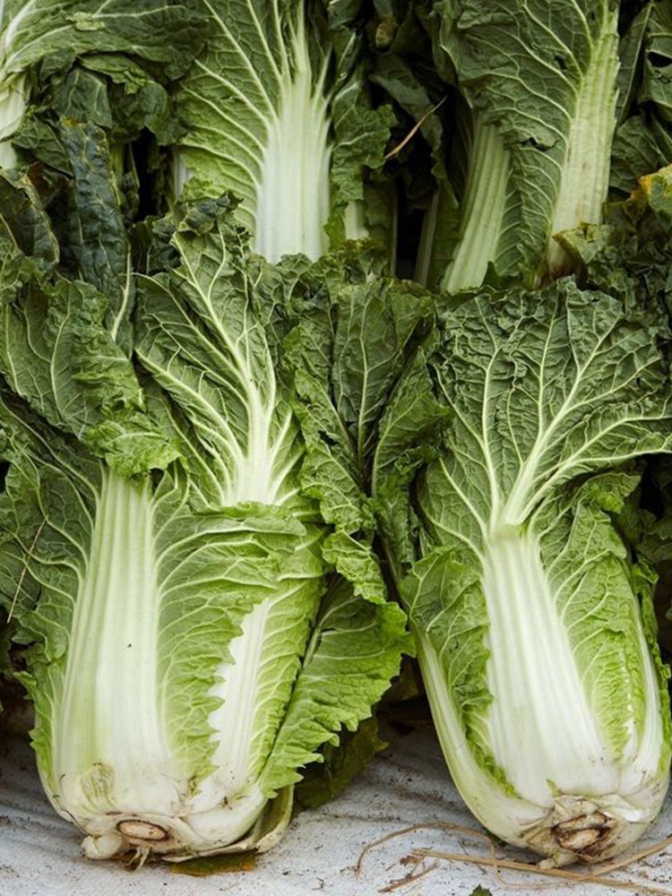 Super Green Pioneer Chinese Cabbage