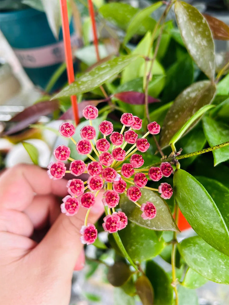 Hoya inconspicua Unrooted Stem Cuttings