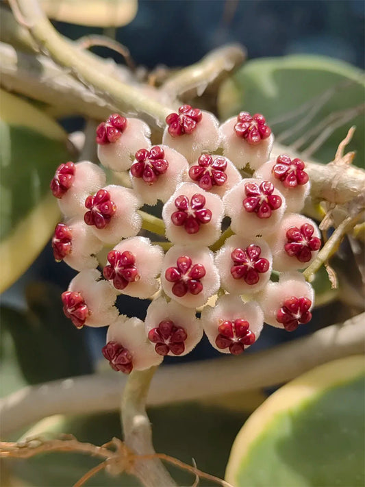 Hoya kerrii 'Albomarginata' Unrooted Stem Cuttings