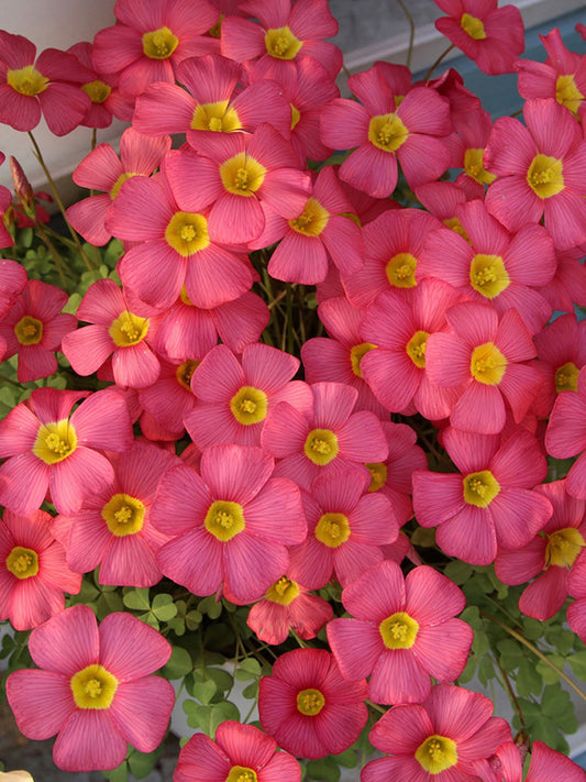Oxalis obtusa Series Bulb - 'Rhodo'
