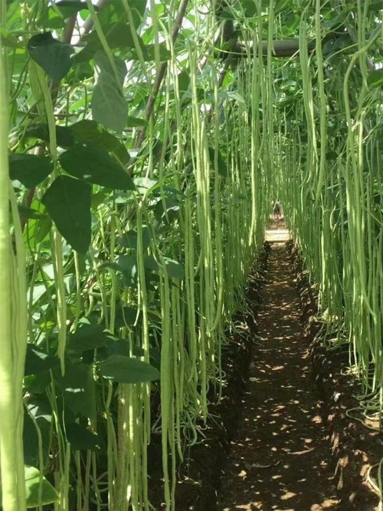 Ganzhimei Yardlong Beans