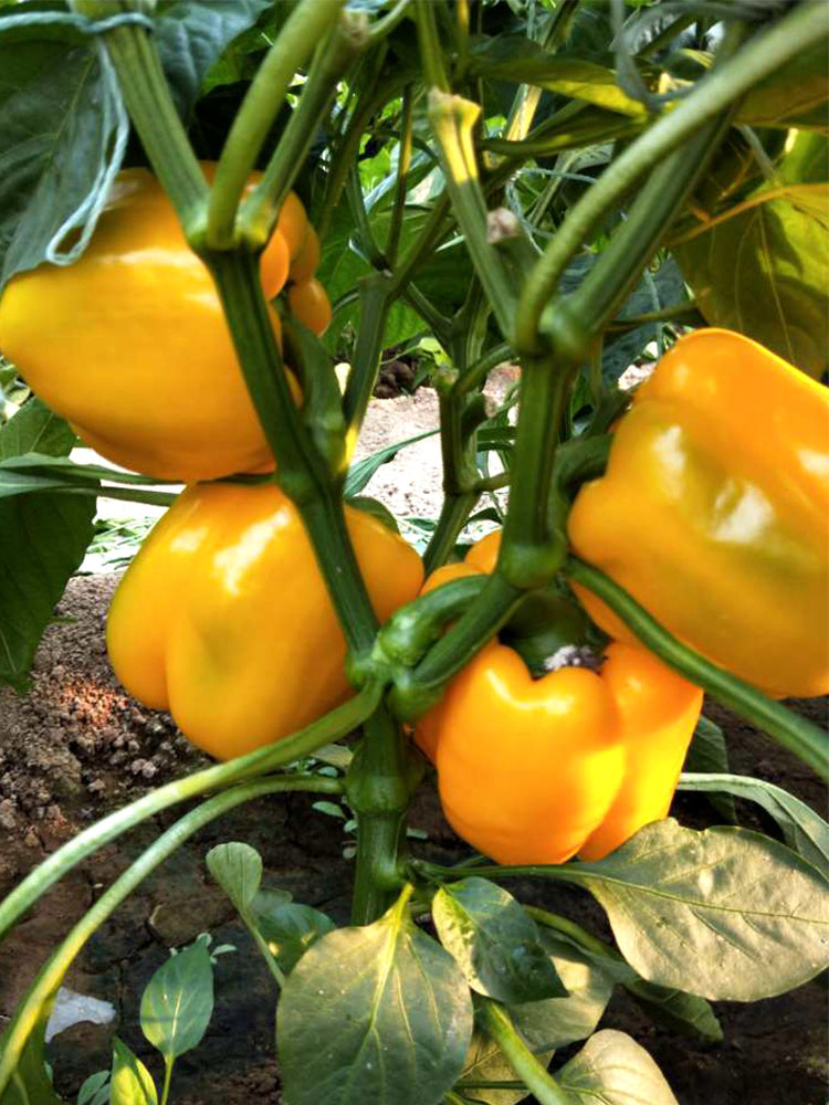 Yellow Bell Peppers (Capsicum annuum)