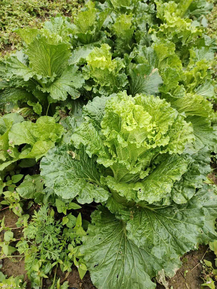 'Cuiqing 75' Qingmaye Chinese Cabbage