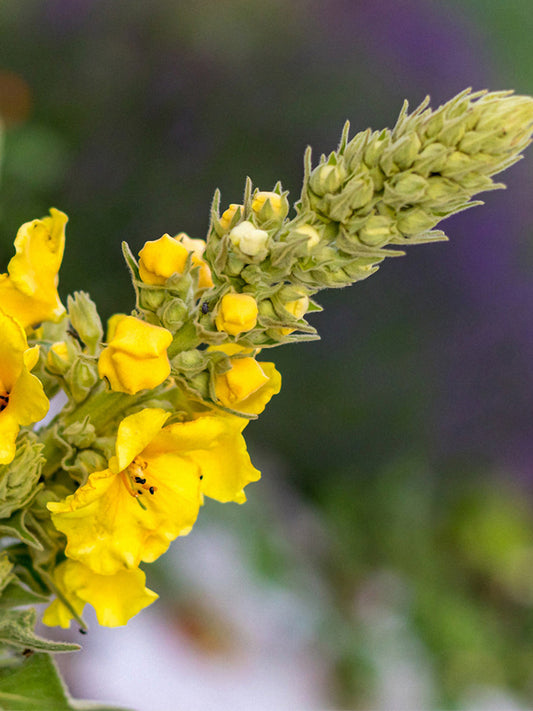 Mullein (Verbascum Thapsus)
