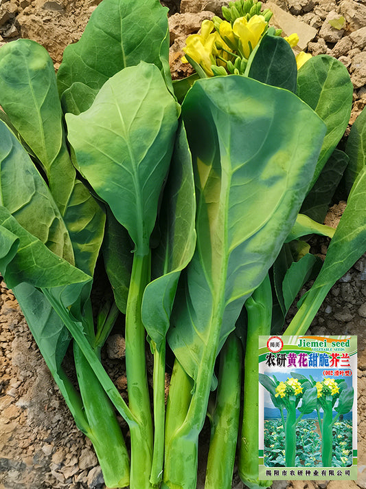 Nongyan Yellow-Flowered Chinese Kale
