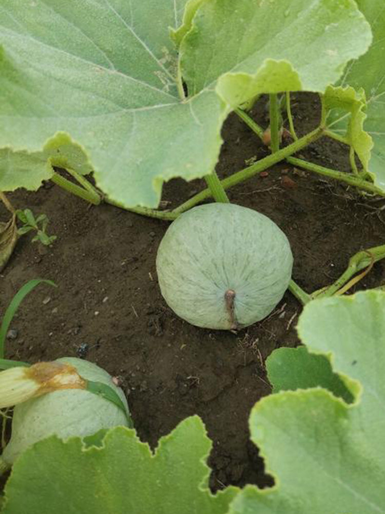 Large White Flat-Seeded Pumpkin