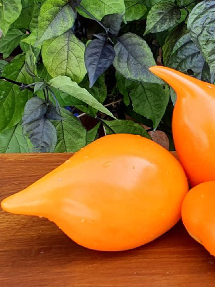 927 Buratino Tomato