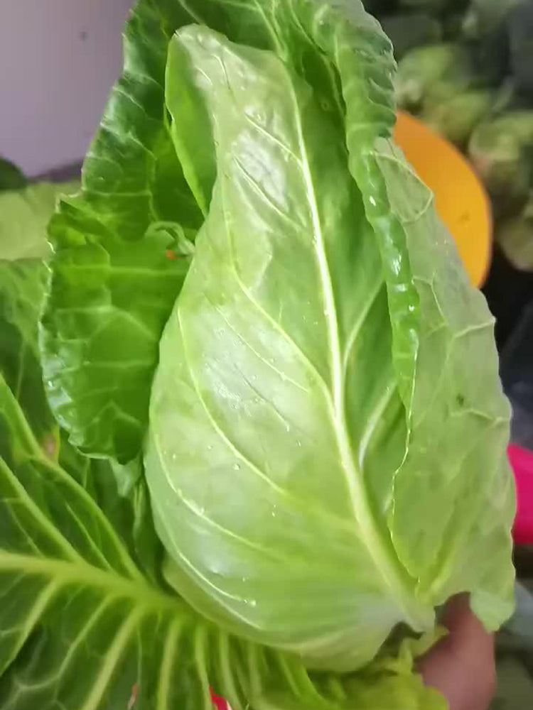 Oxheart Cabbage