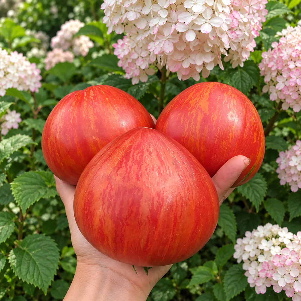 416 Cœur Rose Strié de Pessac Tomato