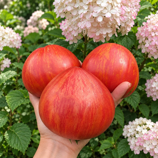 416 Cœur Rose Strié de Pessac Tomato
