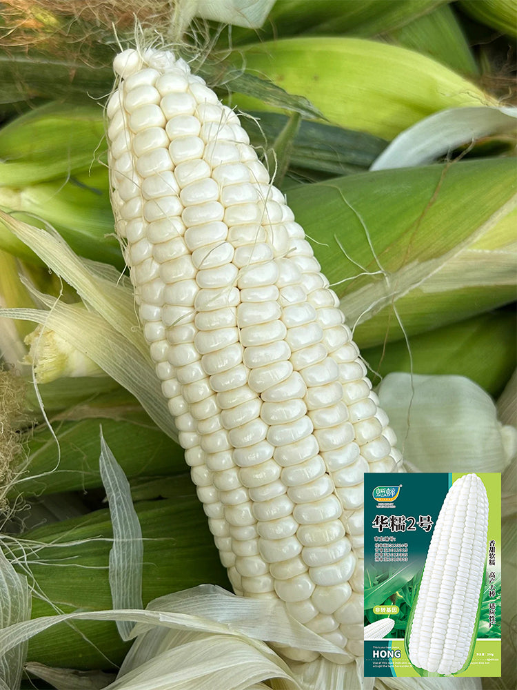 Huanuo No.2 Waxy Corn