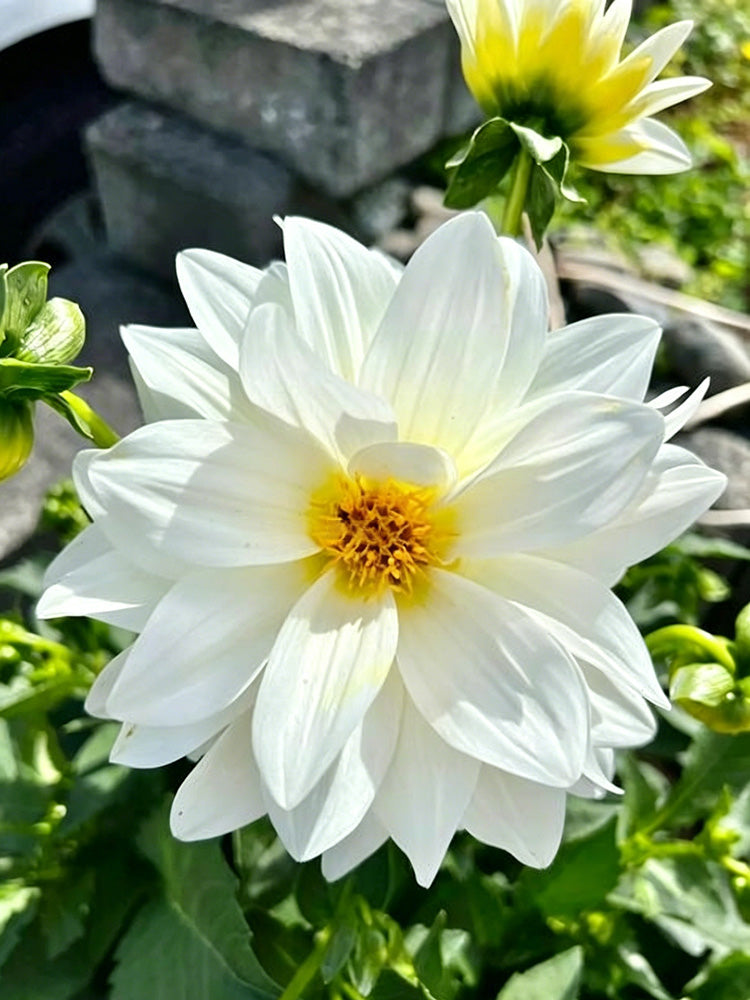 Dwarf Dahlia