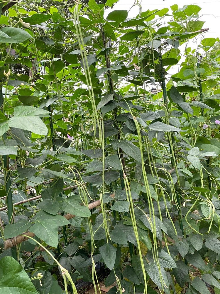Jiemei Xiabao No. 2 Cowpea