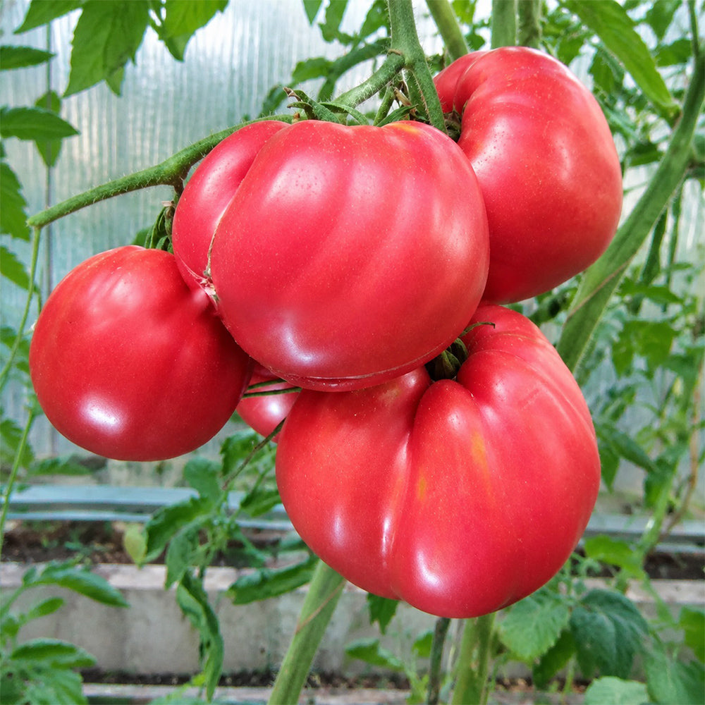 83 Monkey Ass Tomato