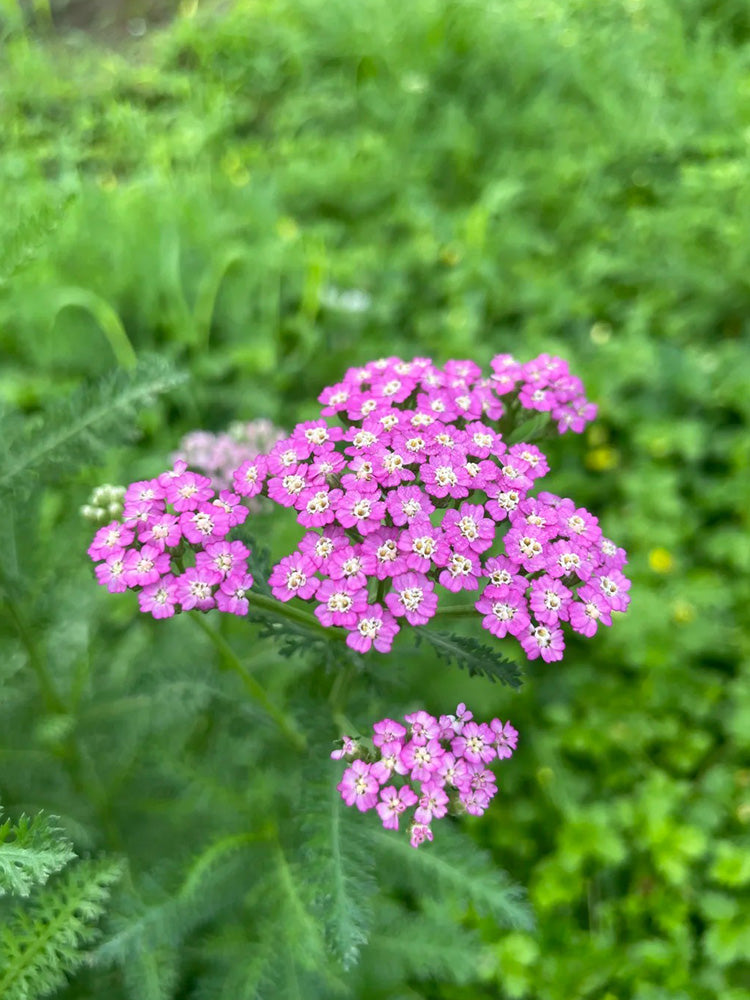 Pink Yarrow