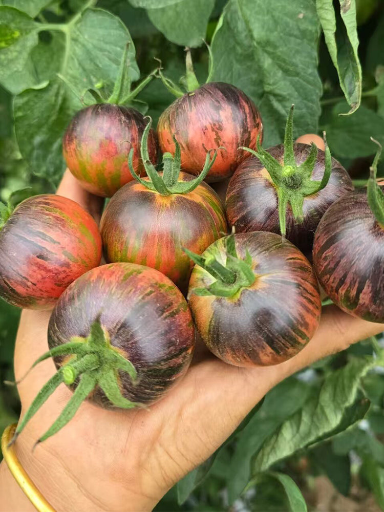 Far Sky Cherry Tomato