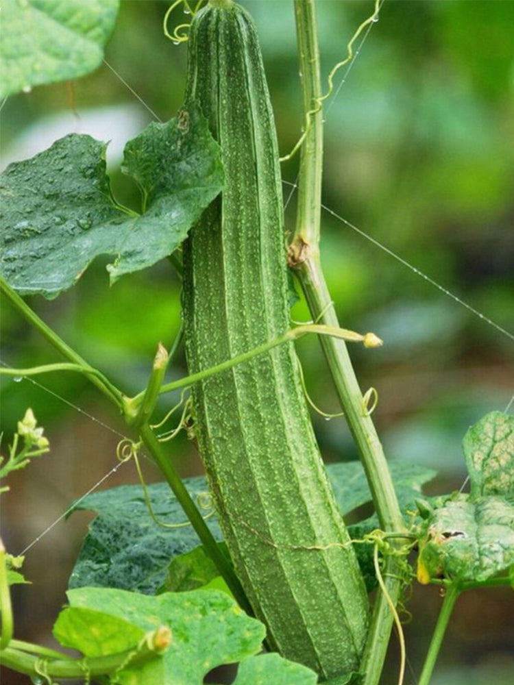 Meiling No.1 Luffa