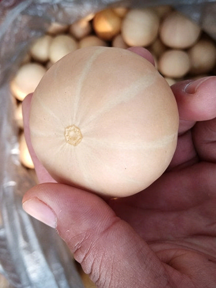 Hydrangea Gourd