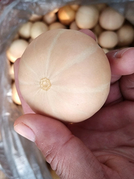 Hydrangea Gourd