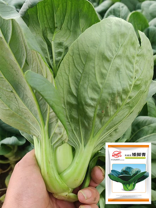 'Aijiaoqing' Bok Choy