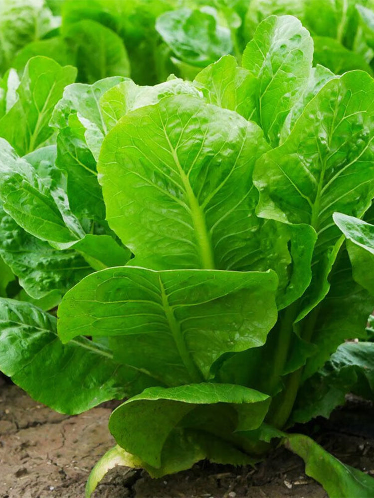 Green Peacock Lettuce