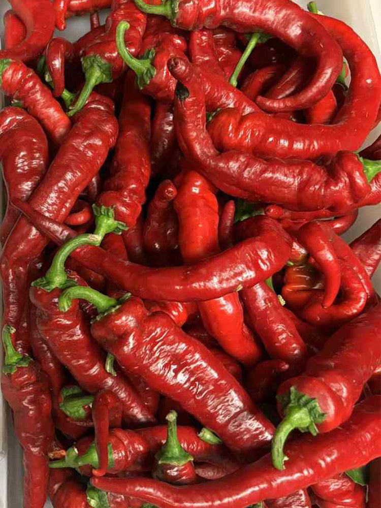 Jimmy Nardello Pepper