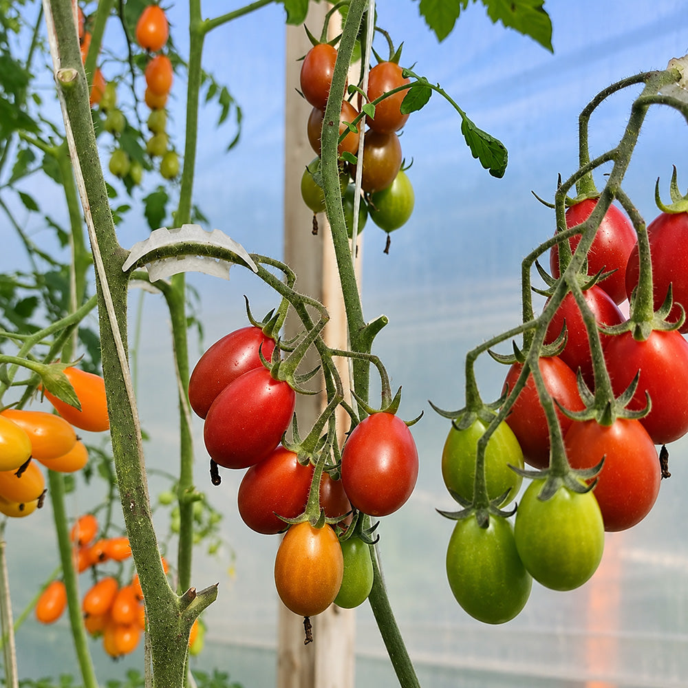 321 Blood Drop Tomato