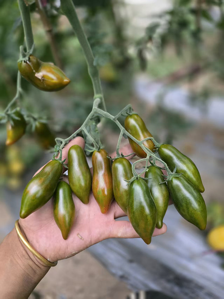1020 Sweet Neptune Tomato