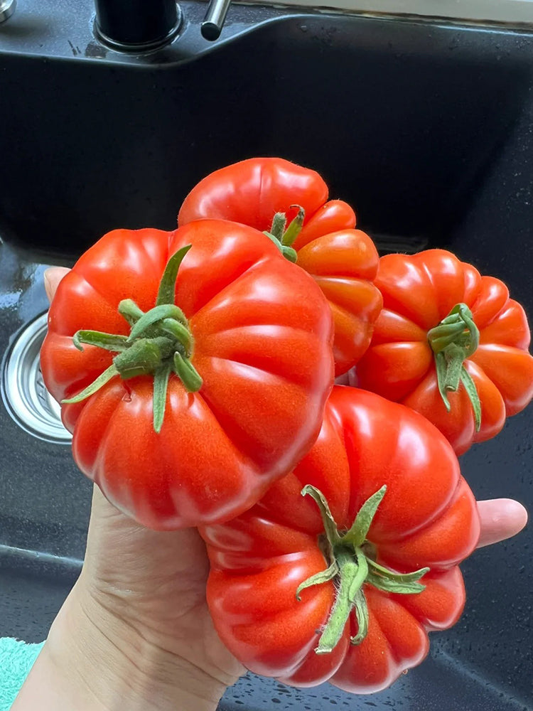 Horseshoe Large Tomato