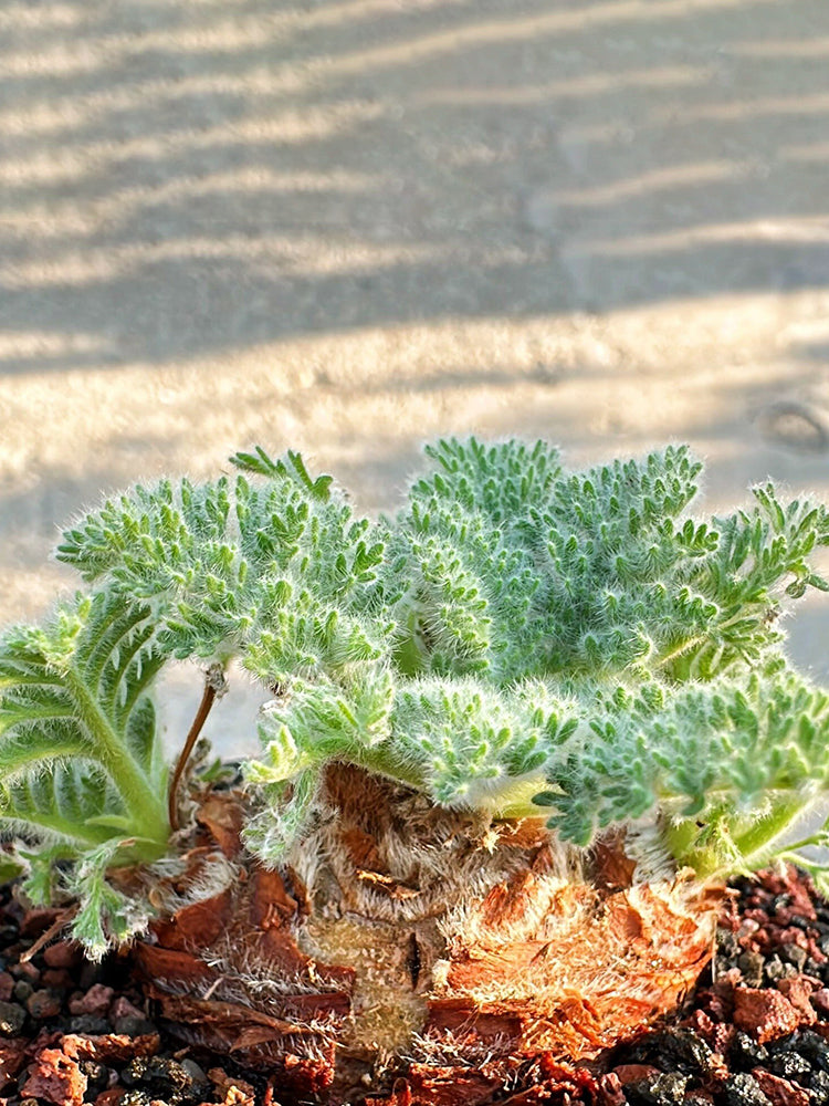 Sweet Scented Geranium