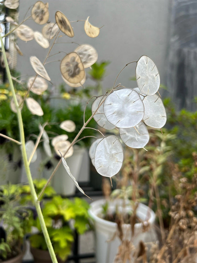 Silver Dollar Plant