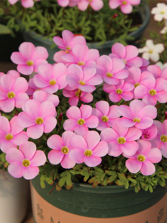 Oxalis glabra Series Bulb - 'Winter Dream'