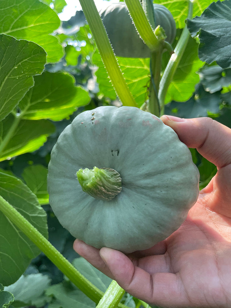 Silver Baby Chestnut Pumpkin
